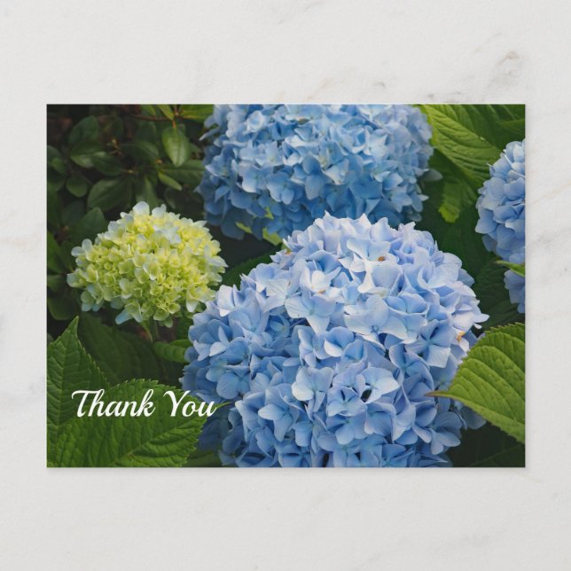 Blå Hortensia Foto Tack Vykort (Framsida)