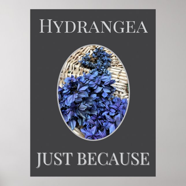 Blå Hortensia Poster (Framsidan)