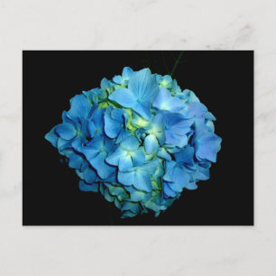 Blå Hortensia Vykort