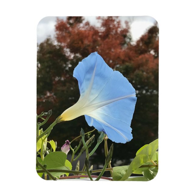 Blå höstmorgonblomma  magnet (Vertikal)