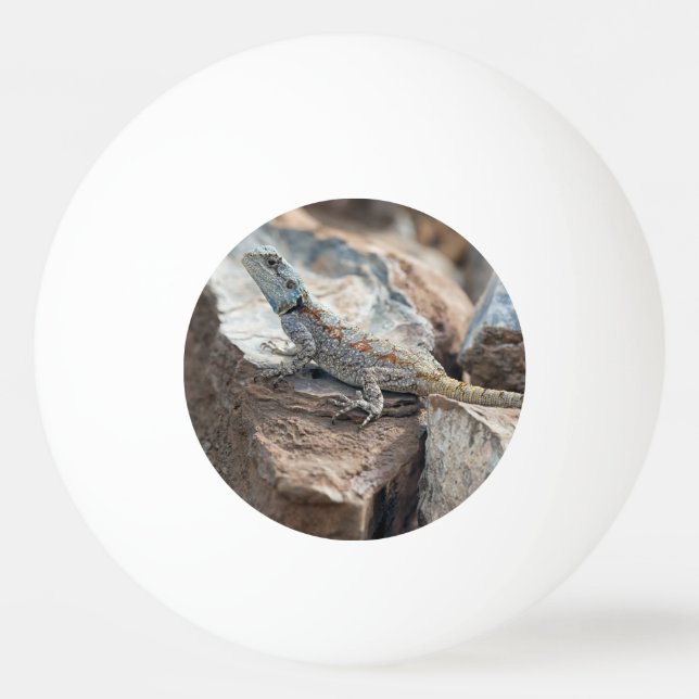 Blå huvud Agama Pingisboll (Framsidan)