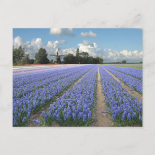 Blå hyacint Flowers i Fält Holland Vykort