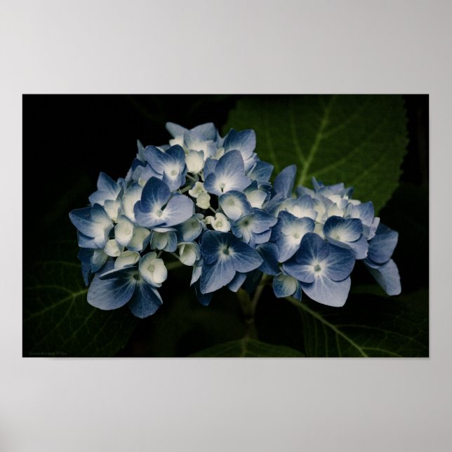 Blå Hydrangea 8514 Print Poster (Framsidan)