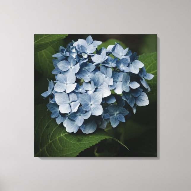 Blå Hydrangea 8515 Canvasduk (Framsida)