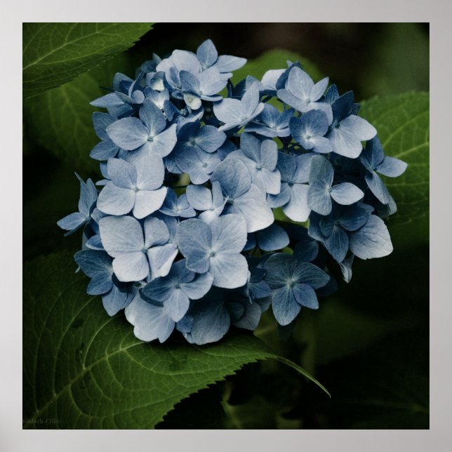 Blå Hydrangea 8515 Tryck (Framsidan)