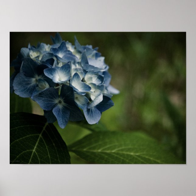 Blå Hydrangea 8519 Print Poster (Framsidan)