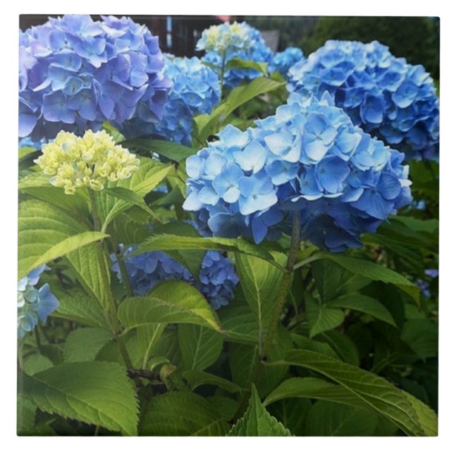 Blå Hydrangea Blomma Dekorativ Keramisk Platta Kakelplatta (Framsidan)