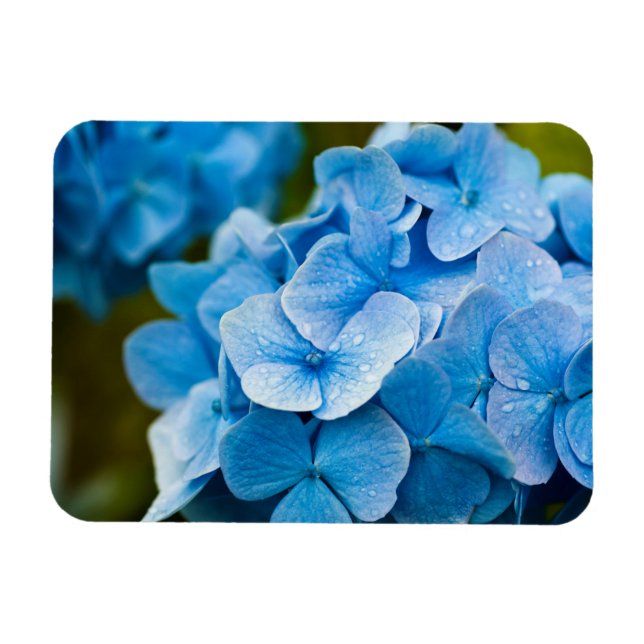 Blå Hydrangea-blomma Magnet (Horisontell)