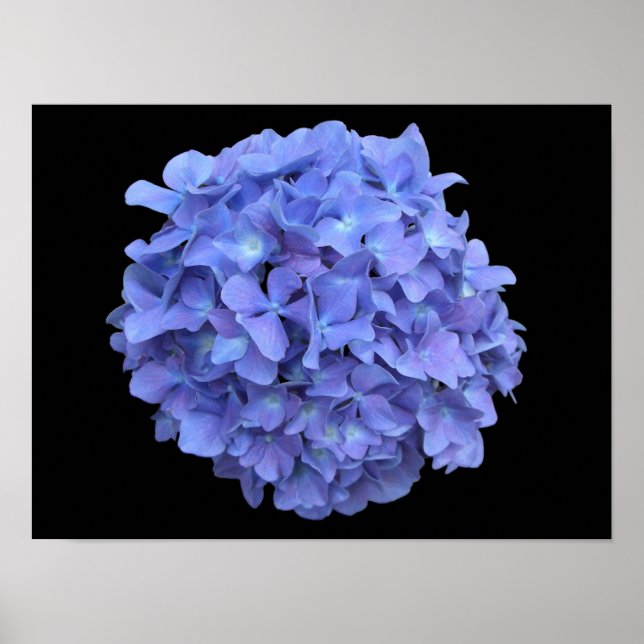 Blå Hydrangea-Blommar Poster (Framsidan)