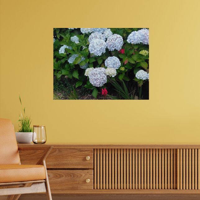Blå Hydrangea Blommor i Sommarträdgården Poster (Vardagsrum 2)