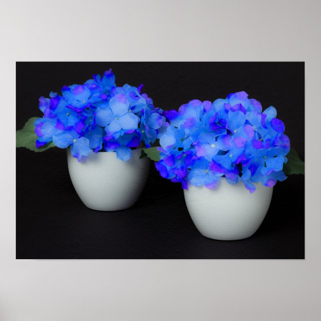 Blå Hydrangea-blommor i vita krukor Poster (Framsidan)
