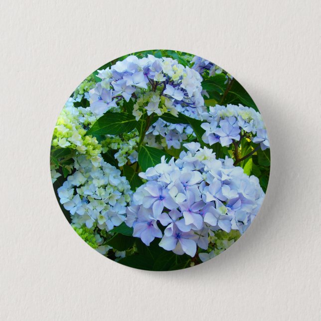 Blå Hydrangea Blommor knapp Hydrangeas Trädgård (Framsida)