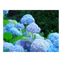 Blå Hydrangea Blommor poster avtryck