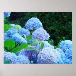 Blå Hydrangea Blommor poster avtryck