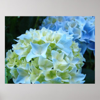 Blå Hydrangea Blommor Trädgård konsttryck gåvor Poster