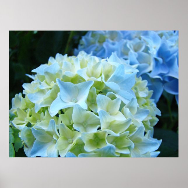 Blå Hydrangea Blommor Trädgård konsttryck gåvor Poster (Framsidan)