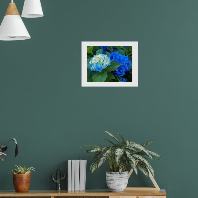 Blå Hydrangea Blooms Blommigt Fotografisk bild Poster (Vardagsrum 1)