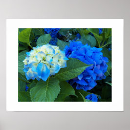 Blå Hydrangea Blooms Blommigt Fotografisk bild Poster
