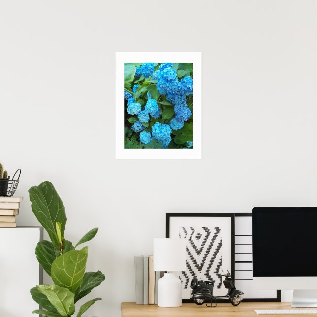 Blå Hydrangea Blooms Blommigt Fotografisk bild Poster (Hemmakontoret)