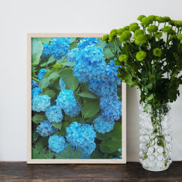 Blå Hydrangea Blooms, Blommigt Fototryck