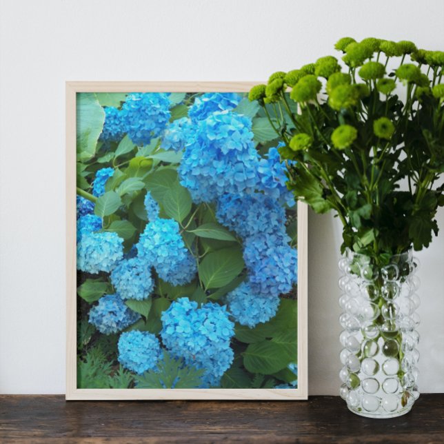 Blå Hydrangea Blooms, Blommigt Fototryck (In Situ Framed)