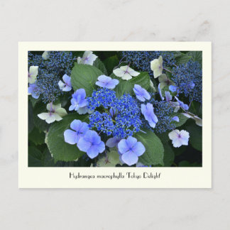 Blå Hydrangea Collectable Flower Postkort Vykort