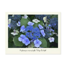 Blå Hydrangea Collectable Flower Postkort