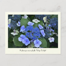Blå Hydrangea Collectable Flower Postkort Vykort