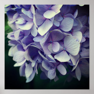 Blå Hydrangea Flower Petals Stäng upp Poster
