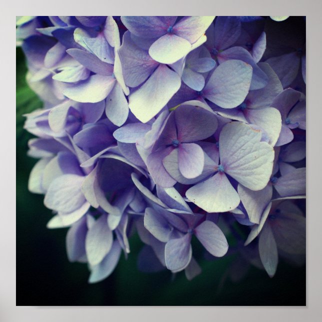 Blå Hydrangea Flower Petals Stäng upp Poster (Framsidan)