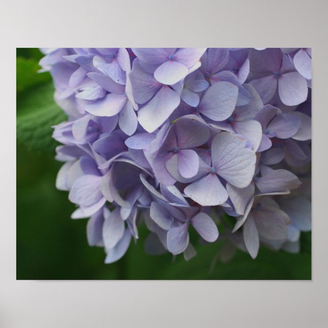 Blå Hydrangea Flower Petals Stäng upp Poster (Framsidan)