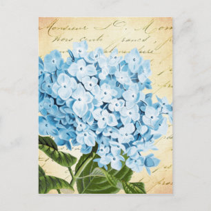Blå Hydrangea Flower Vintage Botaniska Vykort
