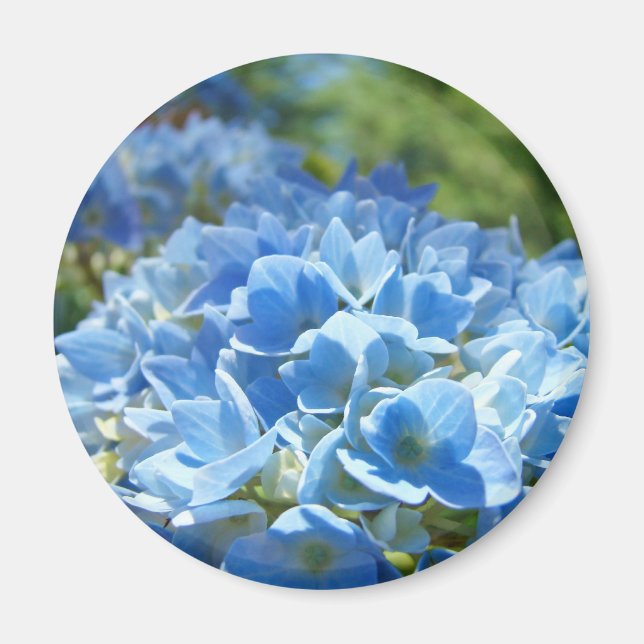 Blå Hydrangea Flowers magnet Blommigt Natur (Framsidan)