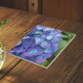 Blå Hydrangea Kronblad Blommig Kakelplatta
