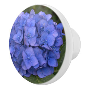 Blå Hydrangea Lagerblad Blomma Knopp