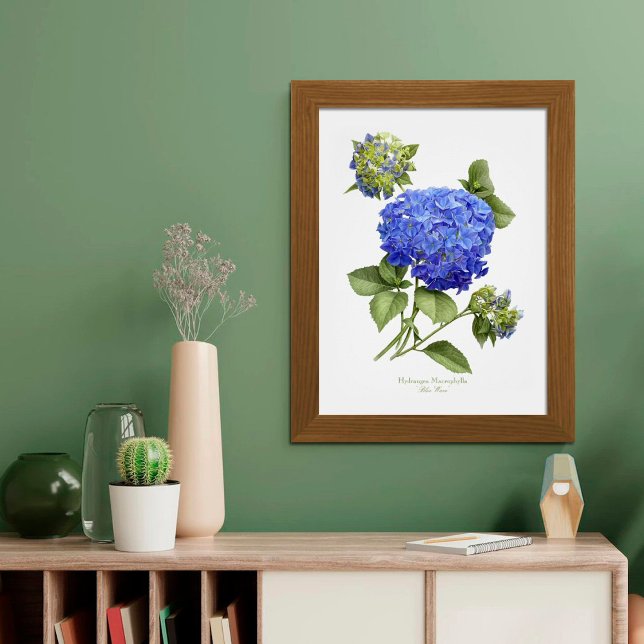 Blå Hydrangea Original Konsttryck Poster (Skapare uppladdad)