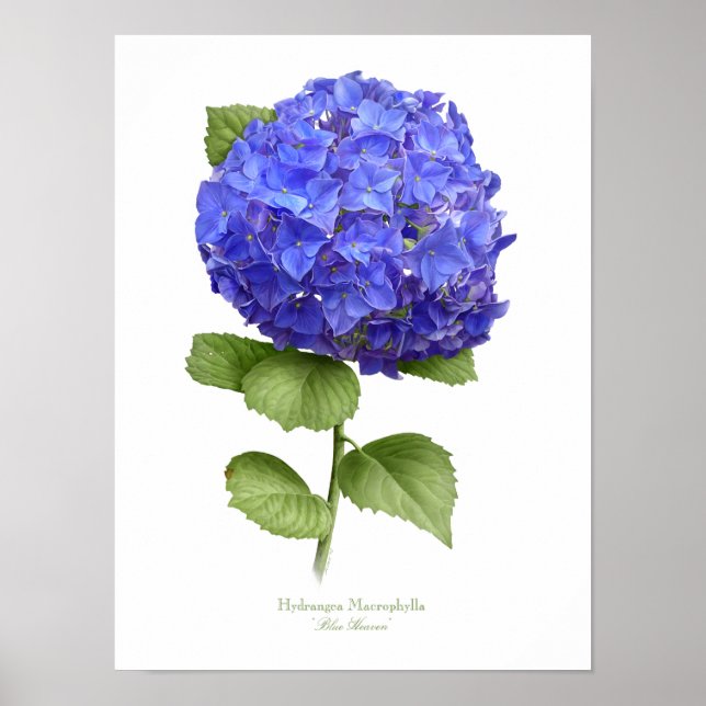 Blå Hydrangea Original Konsttryck Poster (Framsidan)