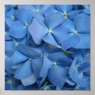 Blå Hydrangea-utskrift Poster