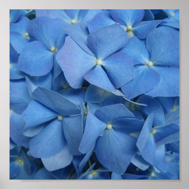 Blå Hydrangea-utskrift Poster (Framsidan)