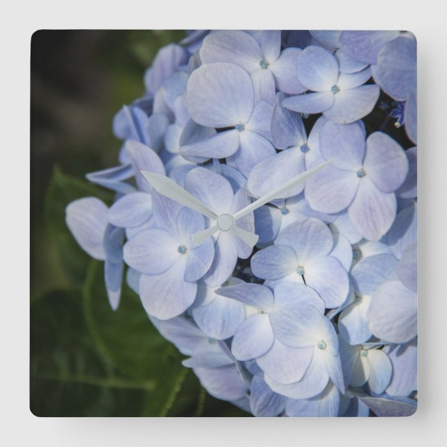Blå Hydrangea-väggklocka Fyrkantig Klocka (Framsida)