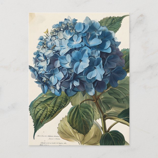 Blå Hydrangea-Vintage Vykort (Framsida)