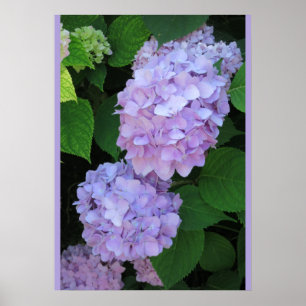 Blå Hydrangeas (foto) Poster