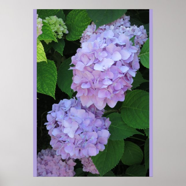 Blå Hydrangeas (foto) Poster (Framsidan)