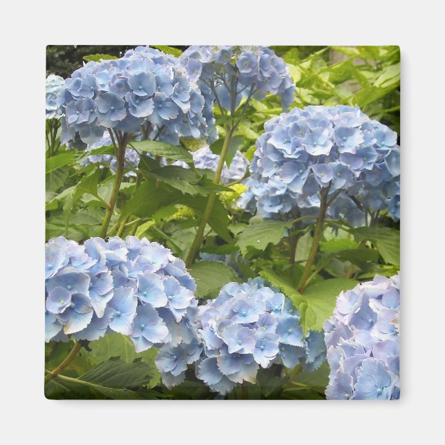 Blå Hydrangeasskuggor Magnet (Framsidan)