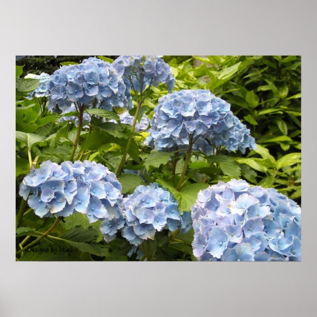 Blå Hydrangeasskuggor Poster (Framsidan)