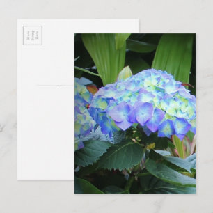 Blå Hydrangeor Blommor Blommig Natur Fotografi Vykort