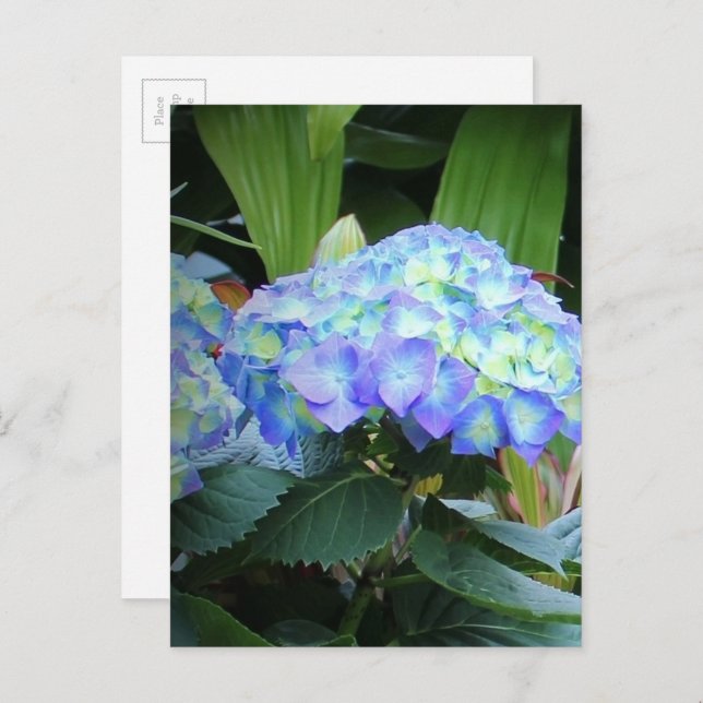 Blå Hydrangeor Blommor Blommig Natur Fotografi Vykort (Fram/baksida)