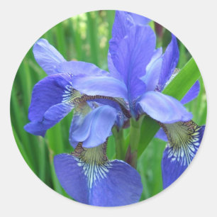 blå iris-blomma. Fotografi av Blommigt- och trädgå Runt Klistermärke