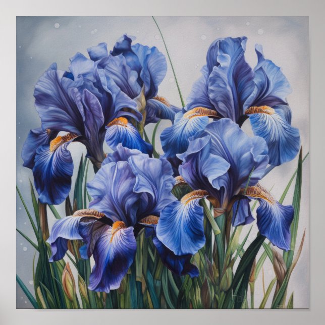 Blå Iris Blomma Konsttryck Poster (Framsidan)