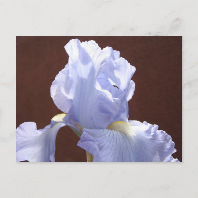 Blå Iris Blomma vykort Irises Blommor Lägg till te (Framsida)